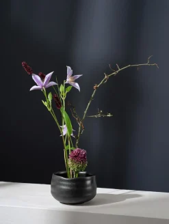 ASA Selection schale, kombu